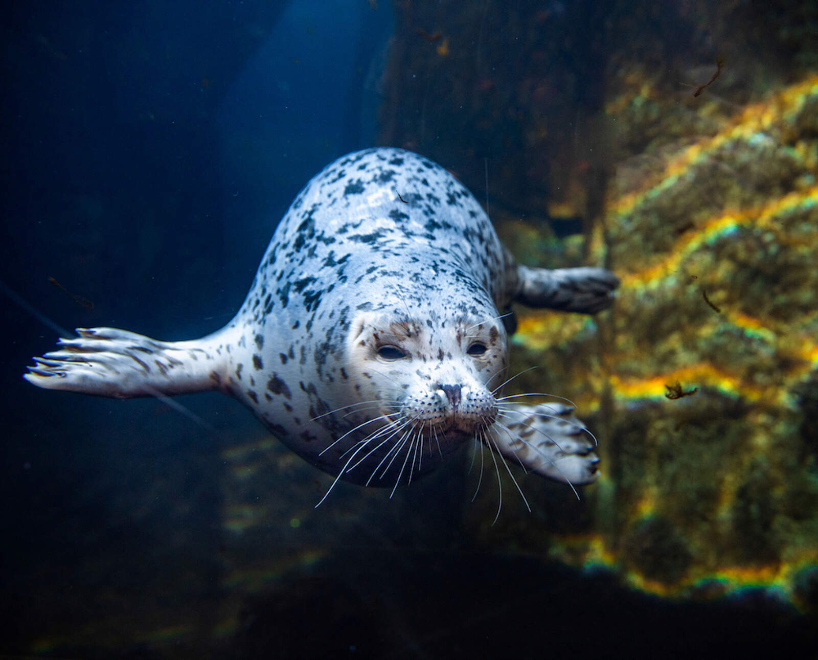Seward: Exit Glacier and Alaska SeaLife Center